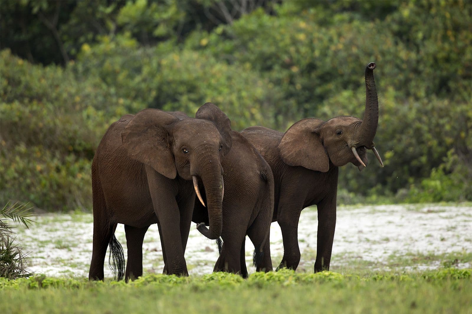 African Forest Elephant